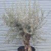 Olive Tree / Olea Europaea 50-60cm girth Mature/Gnarled Trunk - 180L 50-60cm girth, Gnarled Trunk