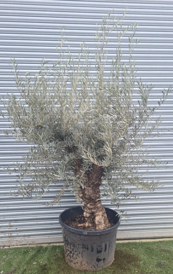 Olive Tree / Olea Europaea 50-60cm girth Mature/Gnarled Trunk