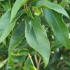 Osmanthus fragrans - 35L 100-125cm