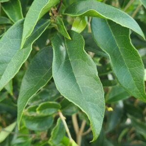 Osmanthus fragrans
