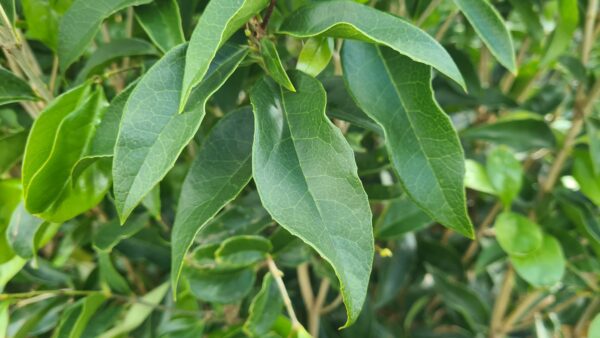 Osmanthus fragrans