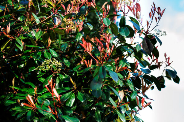 Photinia Red Robin Standards - Image 2