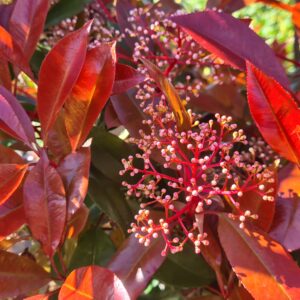 Photinia serr. 'Corallo' 1/4 Standard