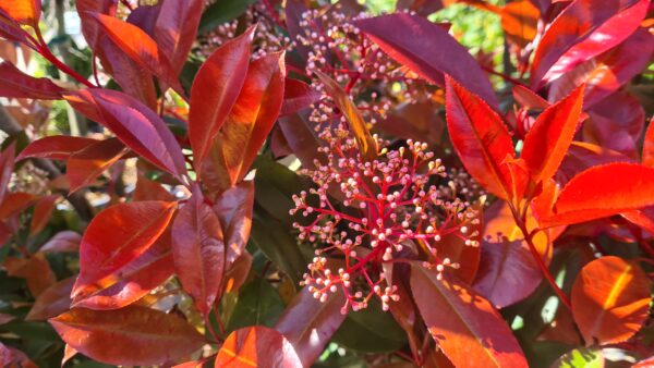 Photinia serr. 'Corallo' Pom Pom - Image 2