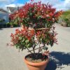 Photinia serr. 'Corallo' Pom Pom - 70L 140-150cm