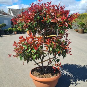 Photinia serr. 'Corallo' Pom Pom