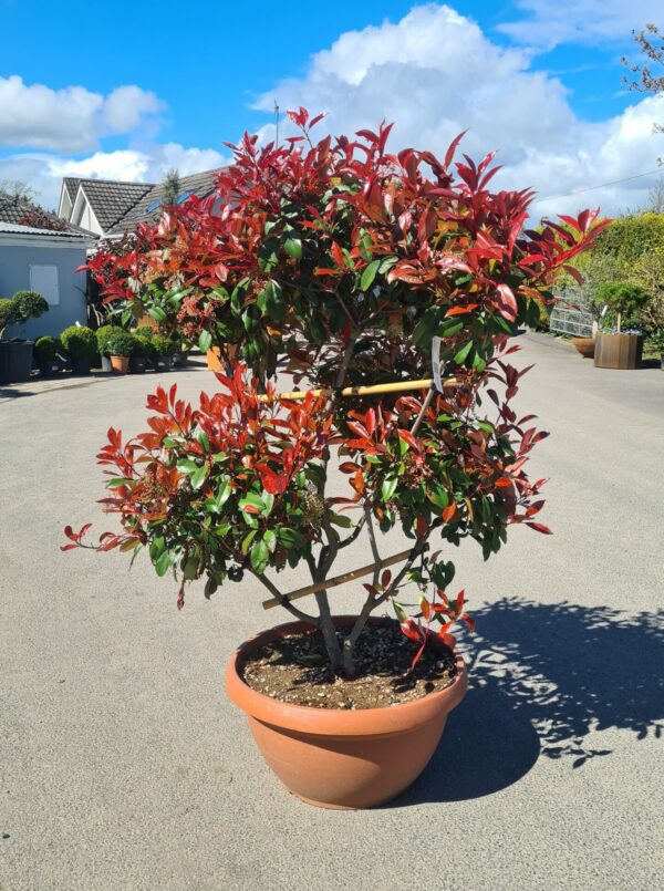 Photinia serr. 'Corallo' Pom Pom