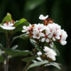Raphiolepsis umbellata - 18L 50-60cm ball