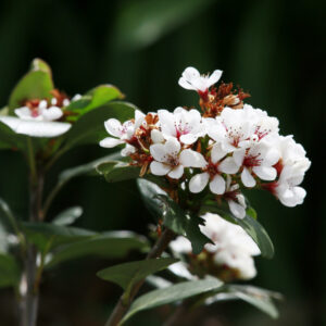 Raphiolepsis umbellata