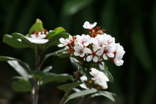 Raphiolepsis umbellata