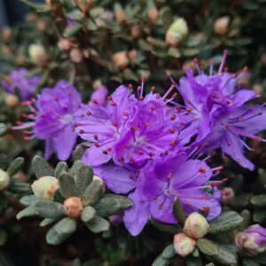 Rhododendron impeditum 'Arctic Blue'