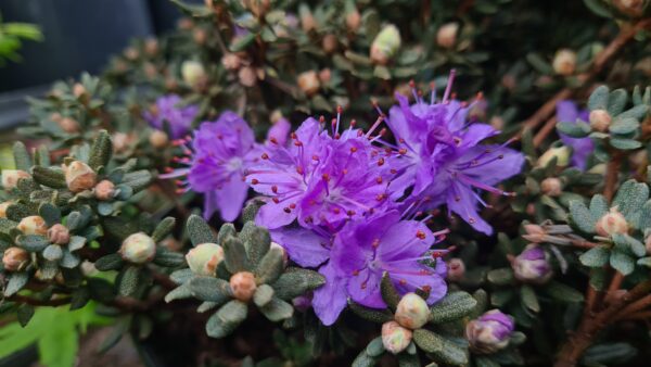 Rhododendron impeditum 'Arctic Blue'