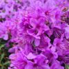 Rhododendron hip. 'Fimbriatum' - 5L 30-40cm