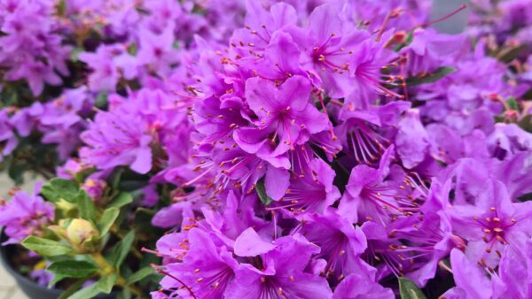 Rhododendron hip. 'Fimbriatum'