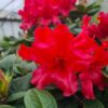 Rhododendron 'Scarlet Wonder' - 5L 30-40cm