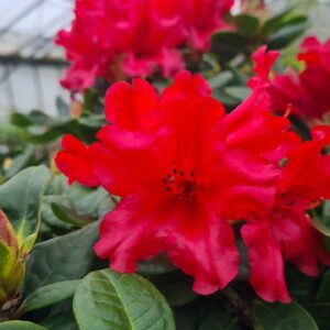Rhododendron 'Scarlet Wonder'