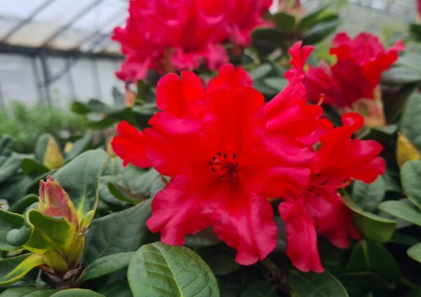 Rhododendron 'Scarlet Wonder'