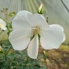 Rosa 'Nozomi' - 5L pot
