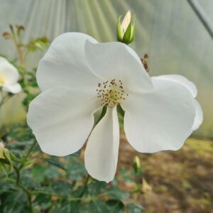 Rosa 'Nozomi'