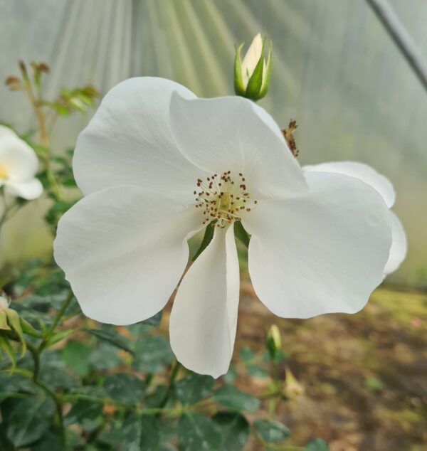 Rosa 'Nozomi'
