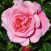Rosa Special Anniversary Hybrid Tea - 7.5L