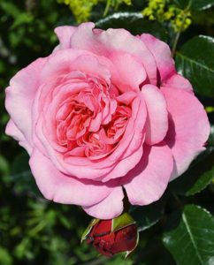 Rosa Special Anniversary Hybrid Tea