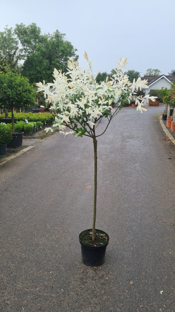 Salix integra 'Hakuro-Nishiki' - Image 2
