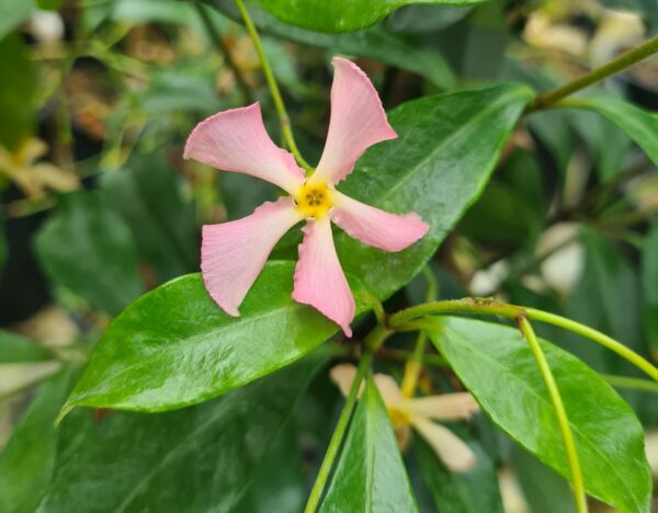 Trachelospermum asiaticum Pink Air