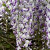 Wisteria 'Lavender Lace' - 30L 300-350cm