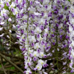 Wisteria 'Lavender Lace'