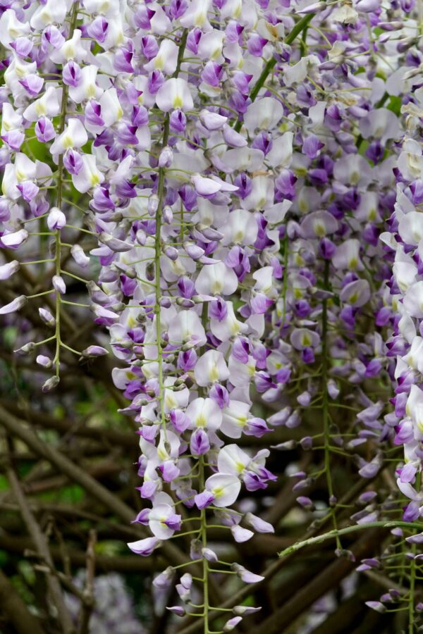 Wisteria 'Lavender Lace'