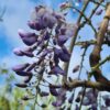 Wisteria 'Mercury' - 30L 300-350cm