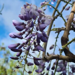 Wisteria 'Mercury'