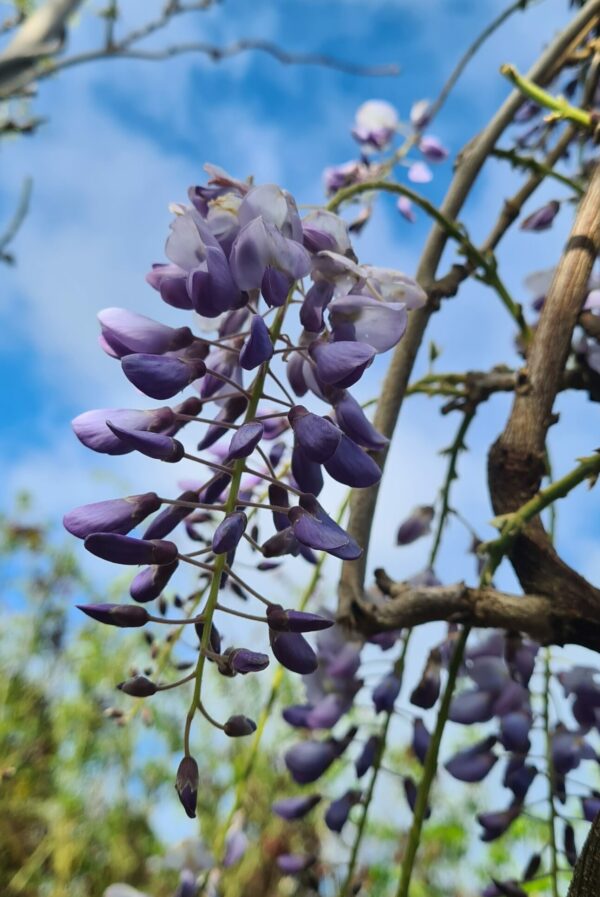 Wisteria 'Mercury'