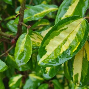 Elaeagnus ebbengei 'Limelight'