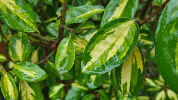Elaeagnus ebbengei 'Limelight'