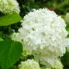 Hydrangea Strong Annabelle - 5L pot