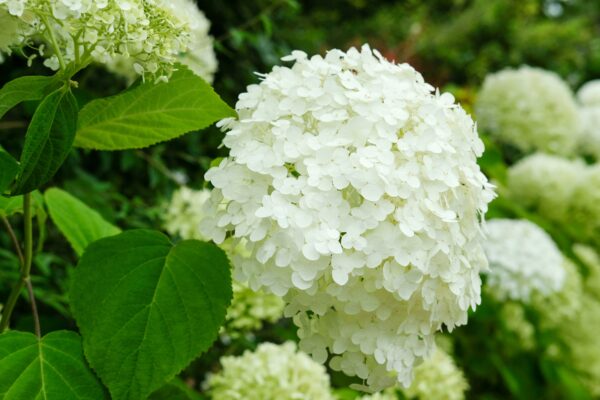 Hydrangea Strong Annabelle