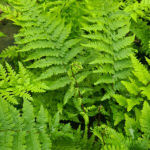 Athyrium filix-femina 'Lady in Red'