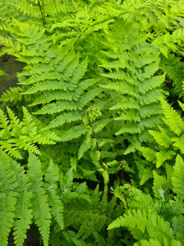 Athyrium filix-femina 'Lady in Red'