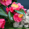 Camellia sasanqua 'Yuletide' - 70L 100-125cm