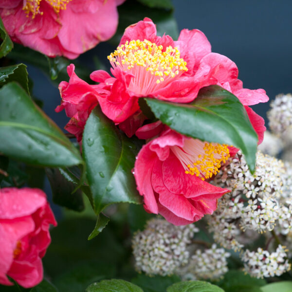 Camellia sasanqua 'Yuletide'