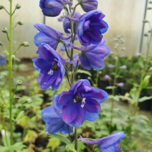 Delphinium Blue Bird