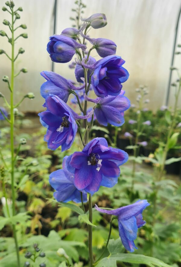 Delphinium Blue Bird