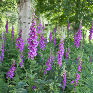 Digitalis purpurea / Foxgloves