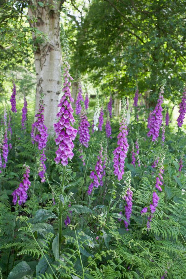 Digitalis purpurea / Foxgloves