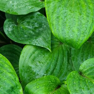 Hosta 'Purple Heart'
