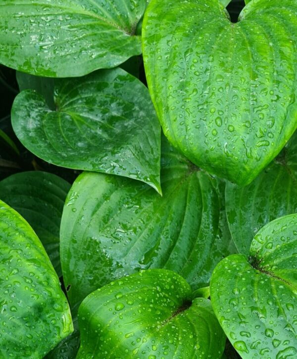 Hosta 'Purple Heart'