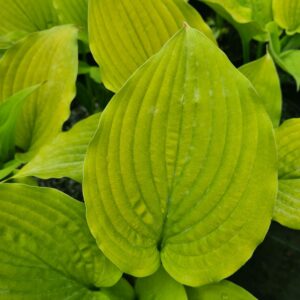 Hosta 'Shadowland Coast to Coast'