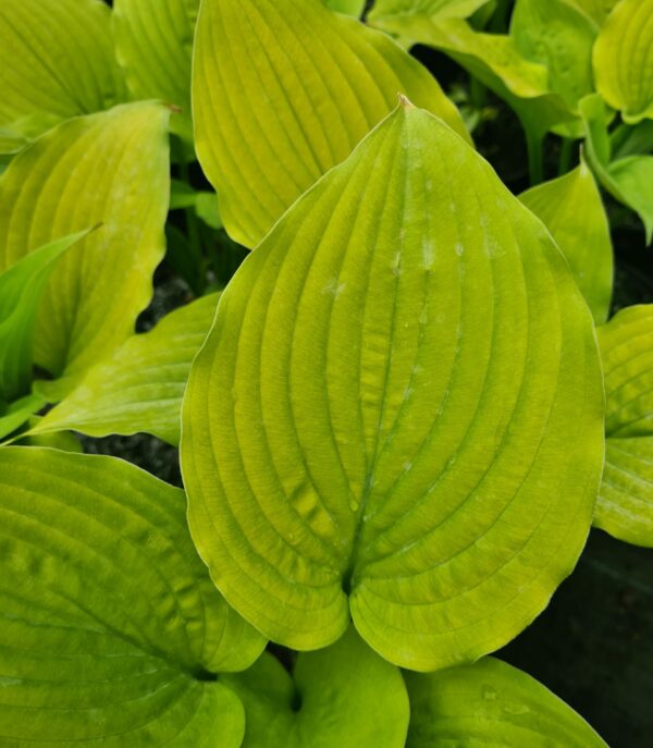 Hosta 'Shadowland Coast to Coast'